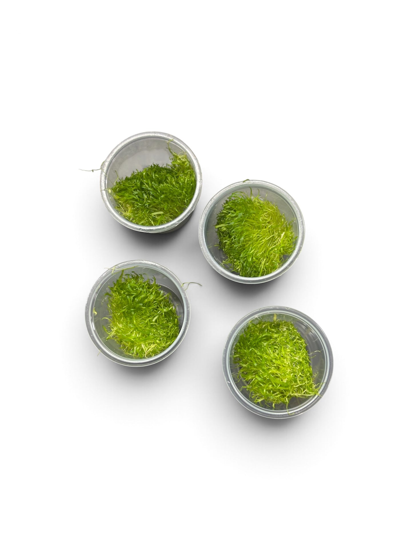 Utricularia graminifolia