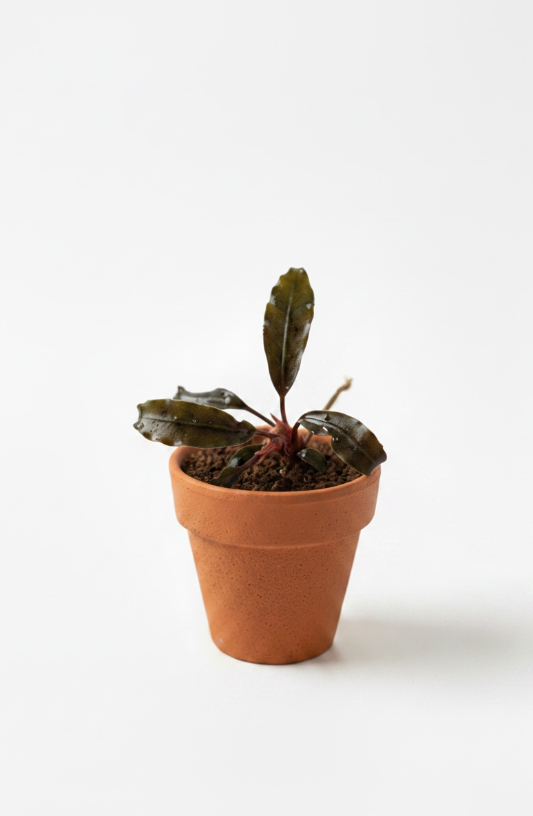Bucephalandra pygmaea.
“Brownii Ghost”