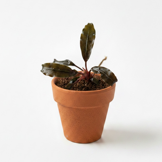 Bucephalandra sp. 'Brownie Ghost'