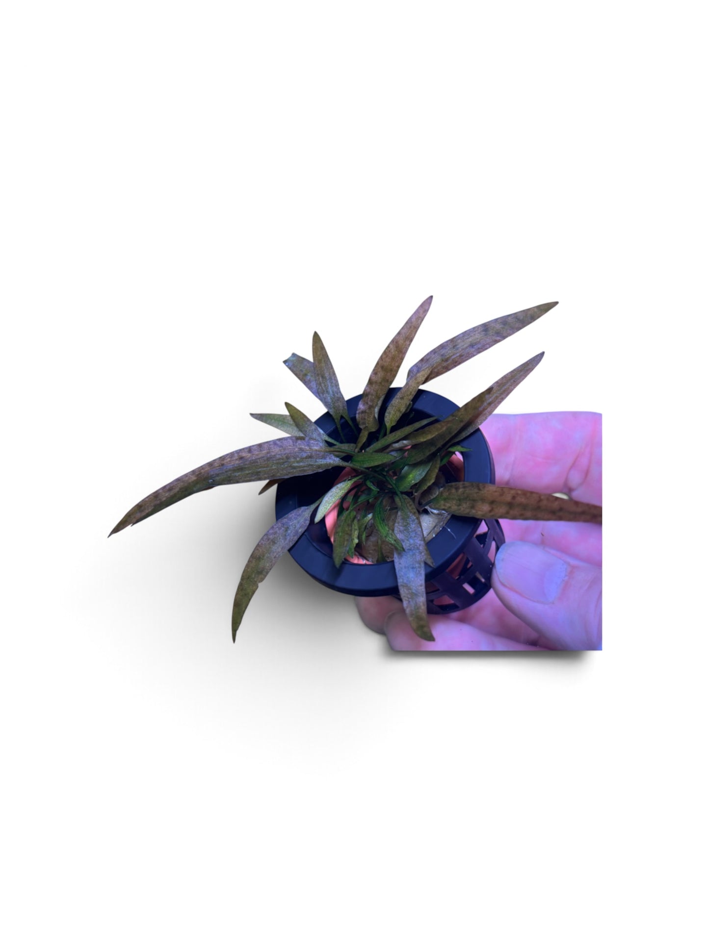 Cryptocoryne axelrodi