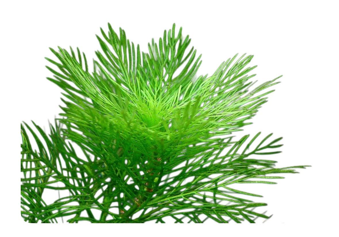 Myriophyllum mattogrossense 3 sub stems