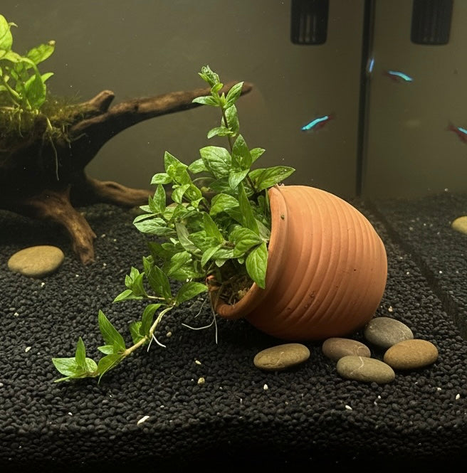 Staurogene repens