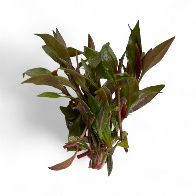 Alternanthera reineckii mini