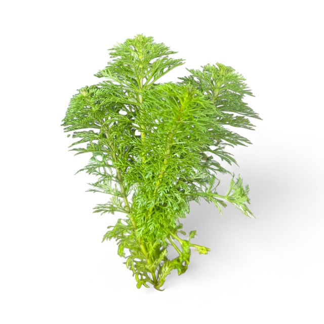 Limnophila sessiliflora Ambulia