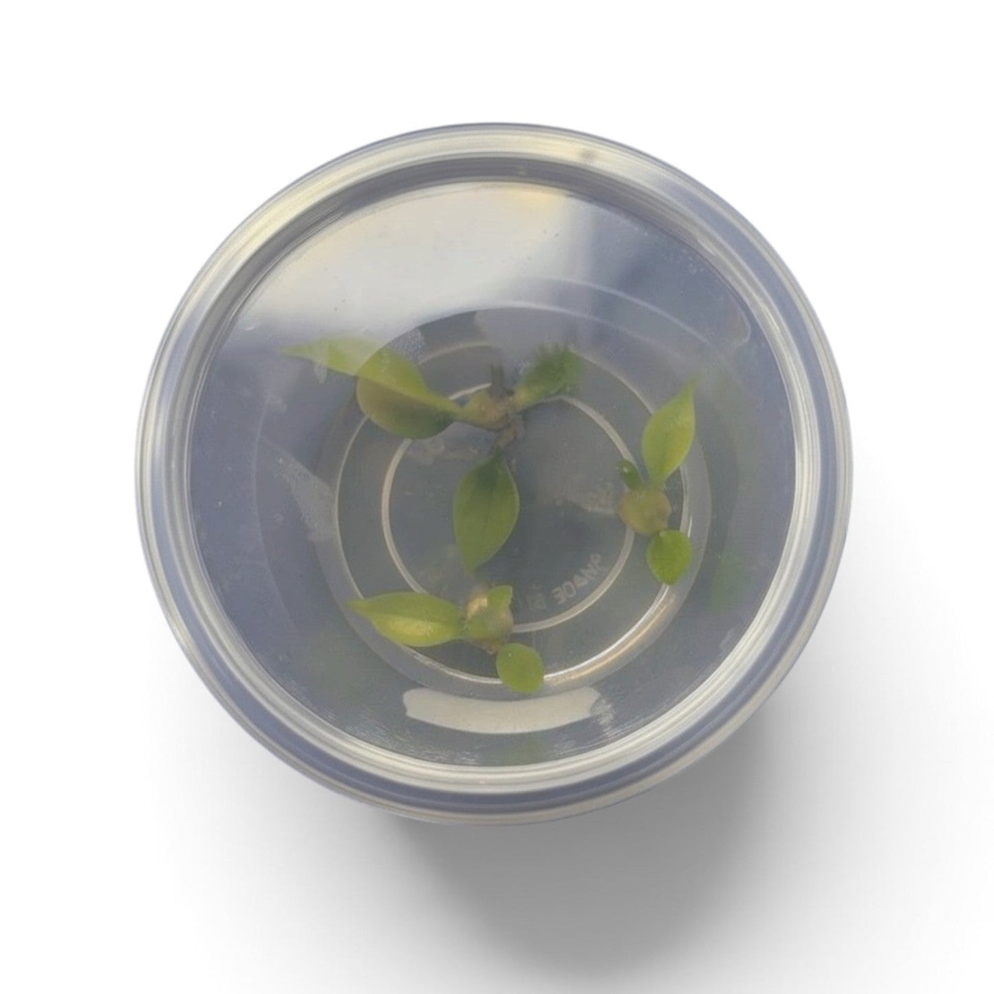 Tissue Culture Cup Anubias barteri var. nana 'Gold'