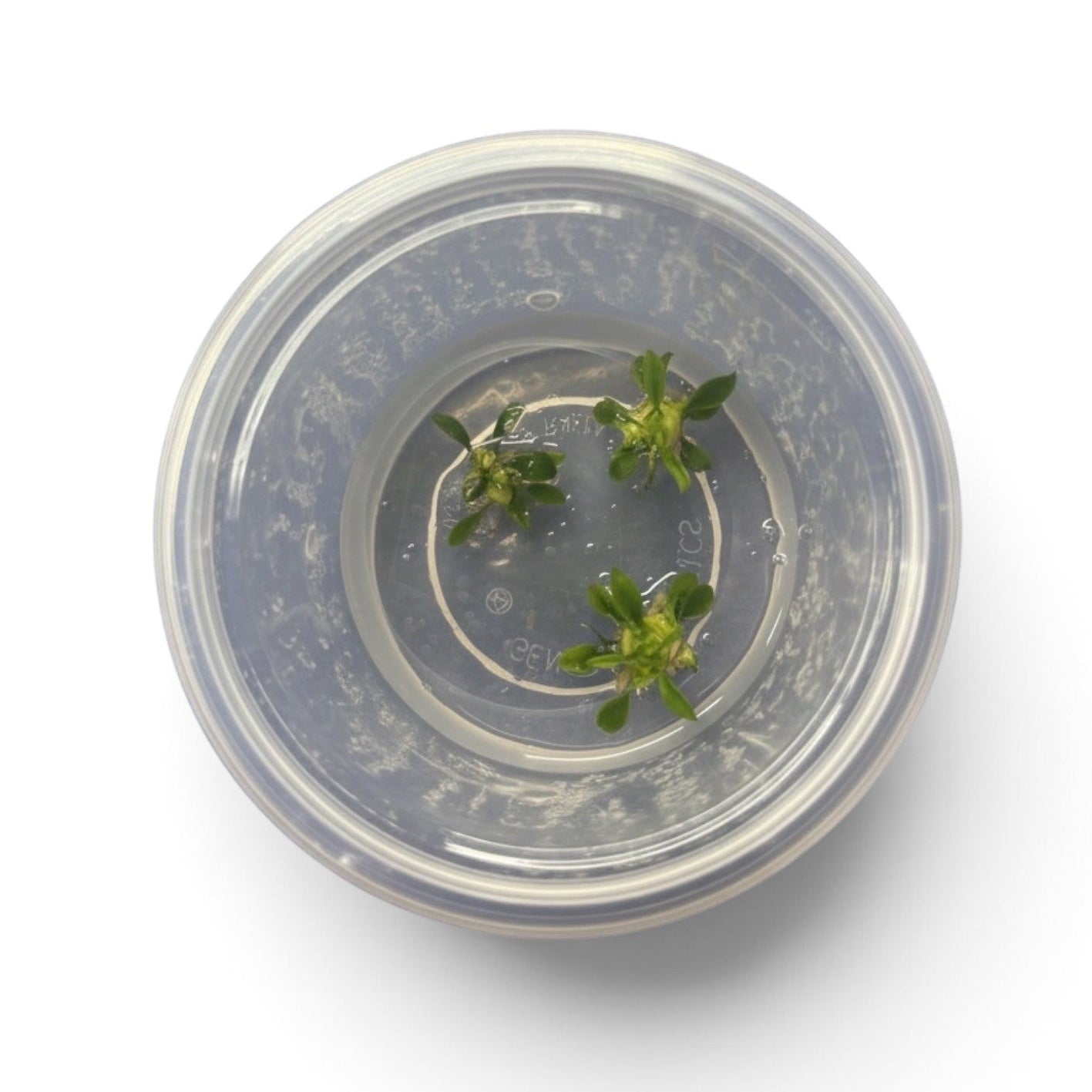 Tissue Culture Cup Anubias barteri var. nana 'Pangolino'