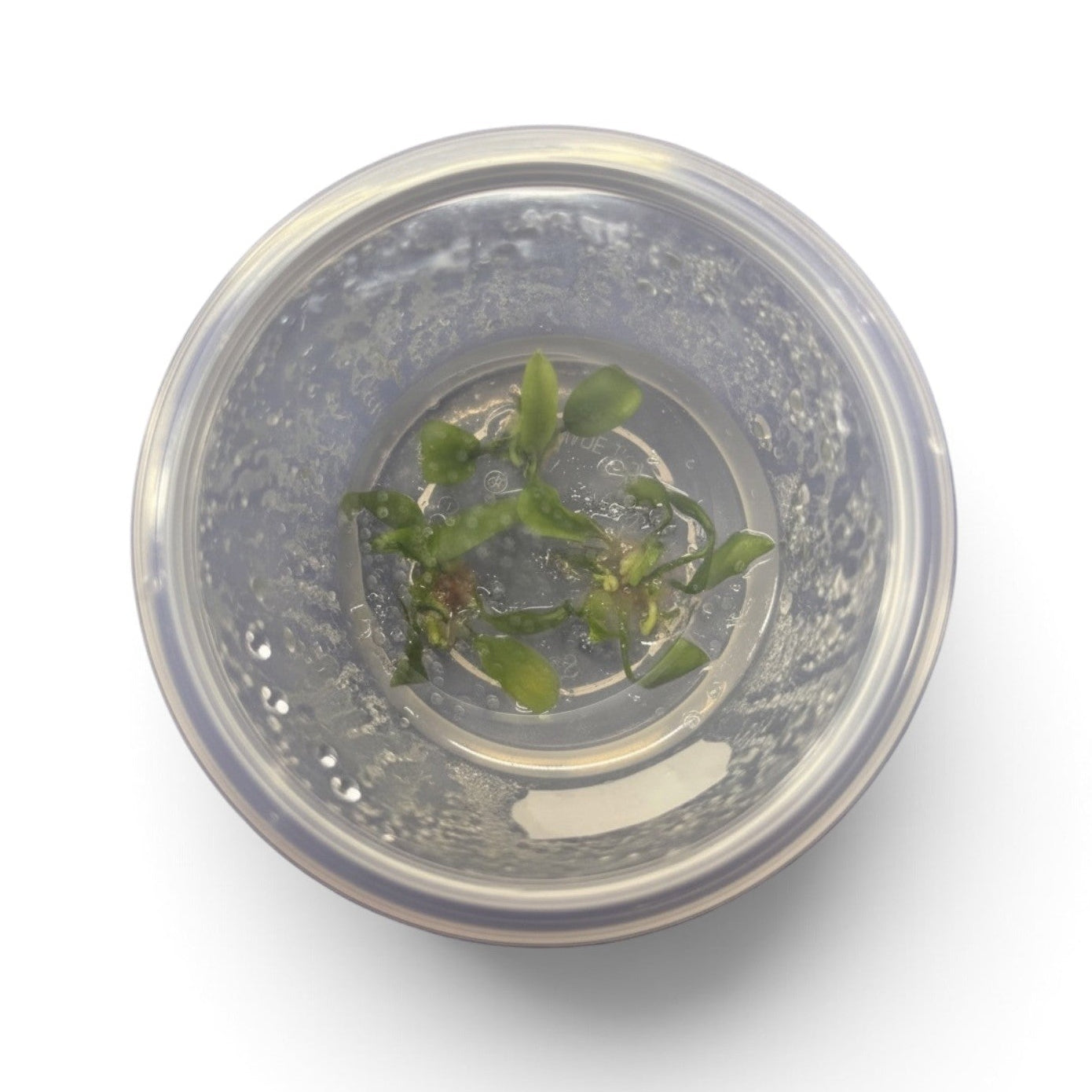Tissue Culture Cup Anubias barteri var. nana 'Petite'