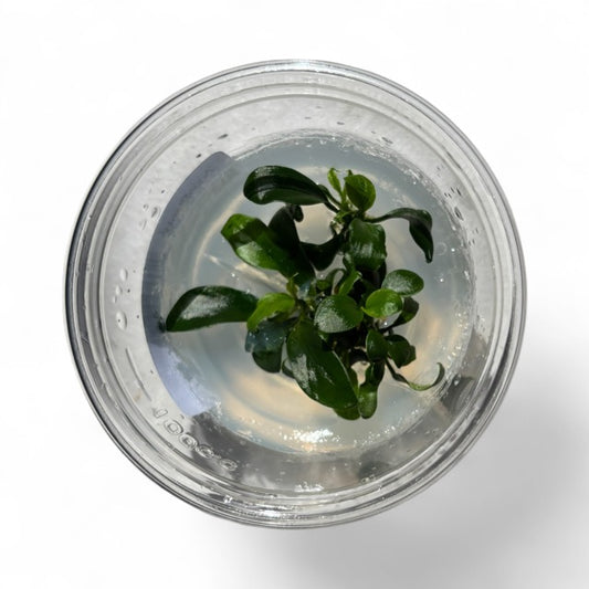 Tissue Culture Cup Anubias barteri nana 'Petite'