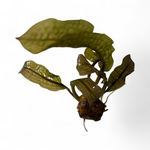 Aponogeton boivinianus (bulb)