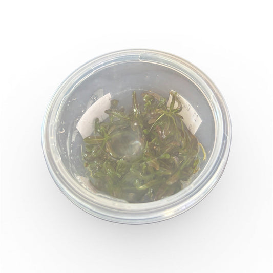 Tissue Culture Cup Hygrophila lancea 'Araguaia'