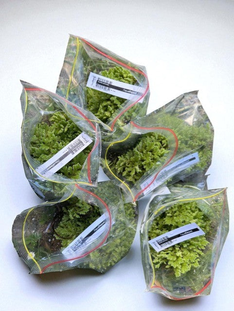 Azolla pinnata 100gm