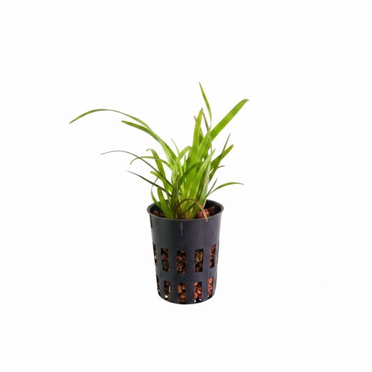 Eriocaulon sp. "Vietnam" (Reverted / Low-Variegation Line)