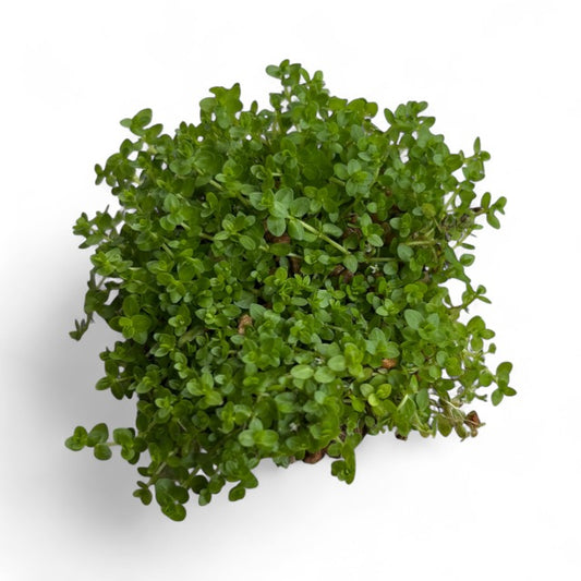 Hemianthus micranthemoides 'Baby Tears Narrow'