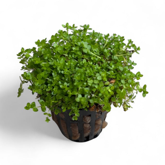 Hemianthus micranthemoides 'Baby Tears Narrow'