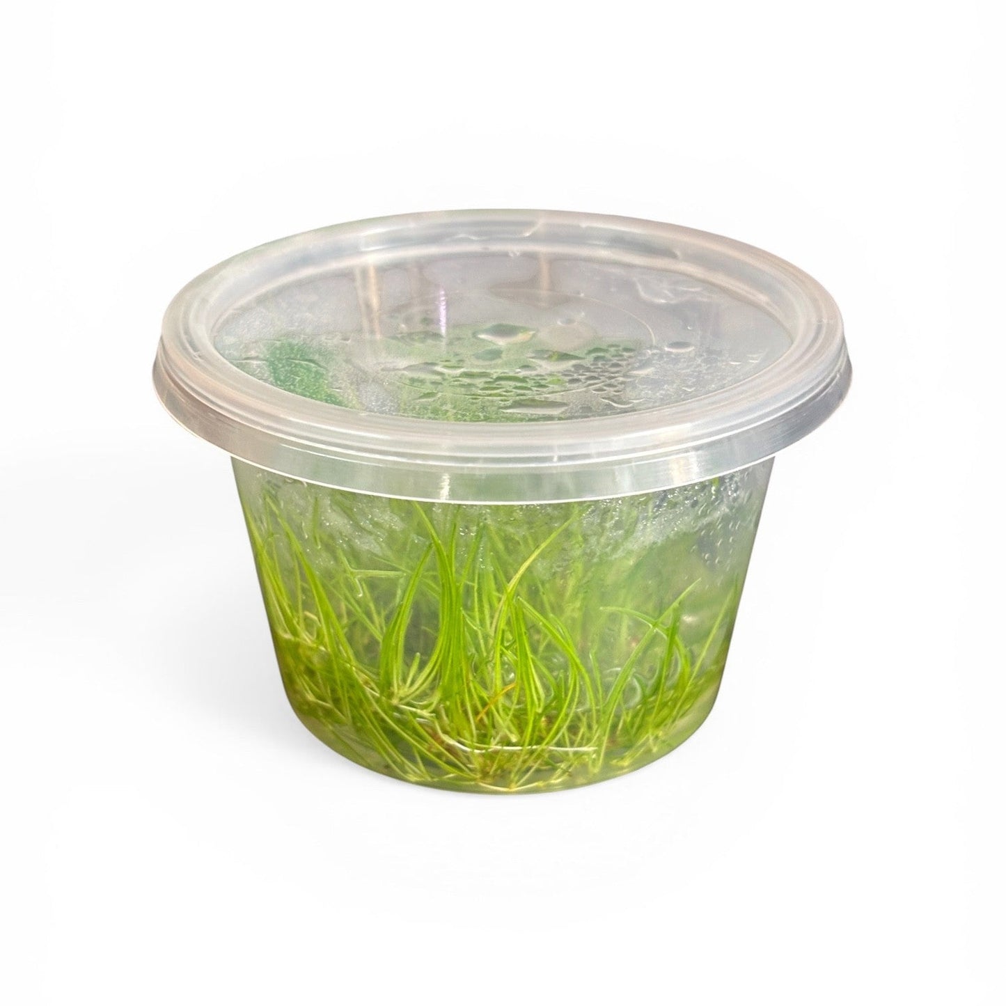 Tissue Culture Cup Eleocharis sp. Belem/Mini Hairgrass*