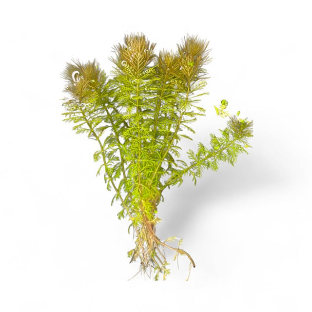 **SPECIAL** Myriophyllum sp. 'Roraima' x 5 Buy**