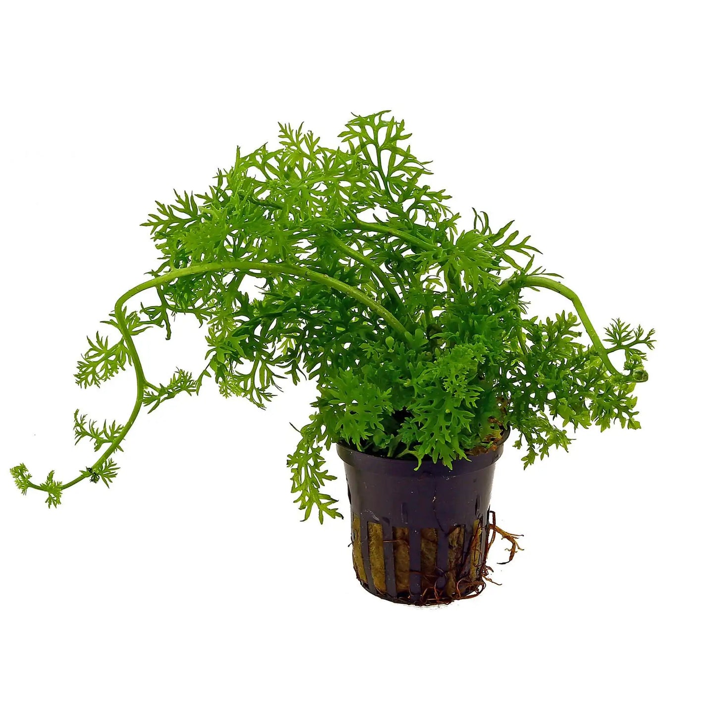 Ceratopteris thalictroides Sprite Fine