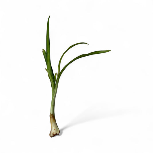 Crinum natans (bulb)
