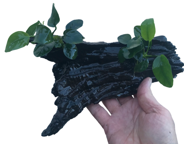 Decor Driftwood Anubias