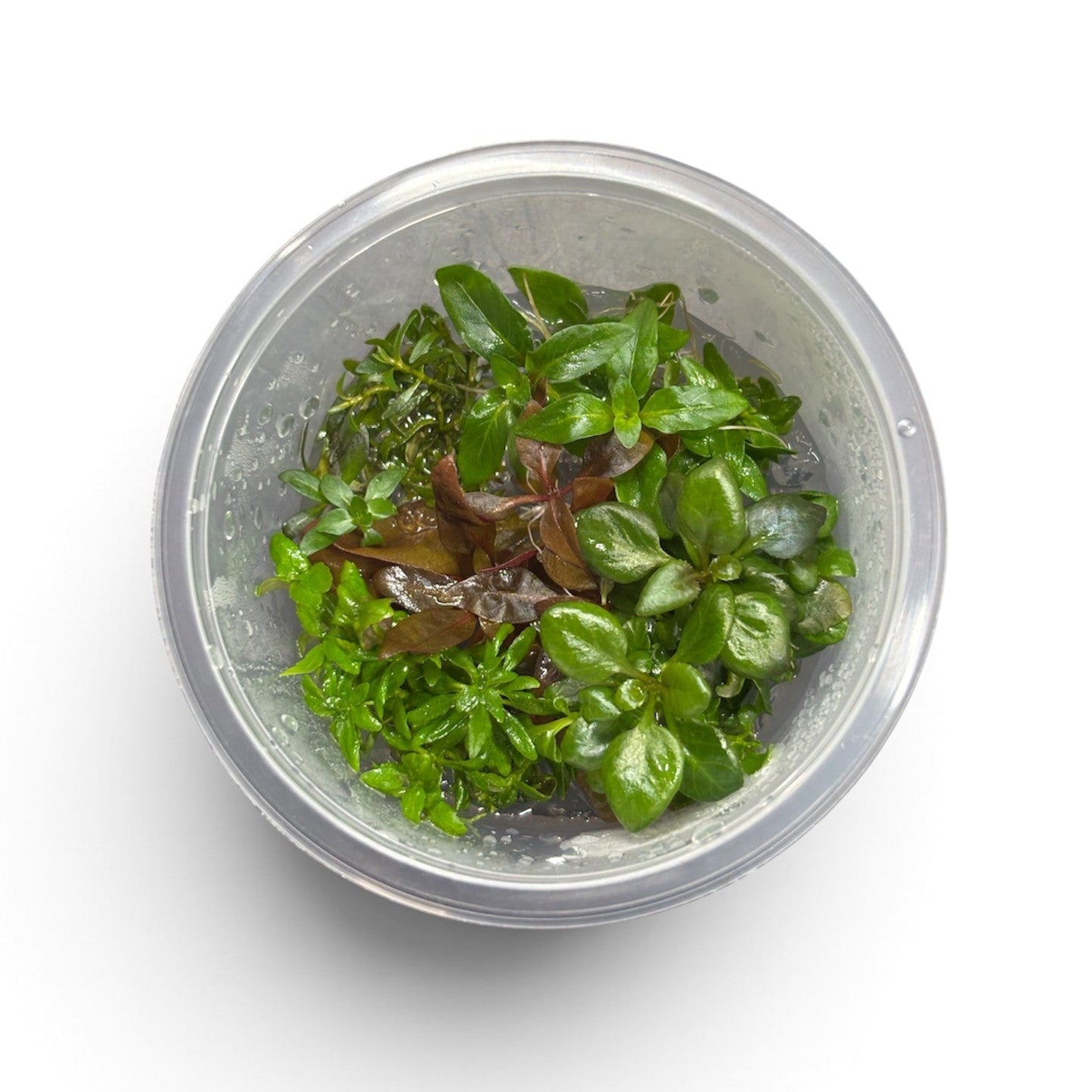 Tissue Culture Emerald Stardust Cup
