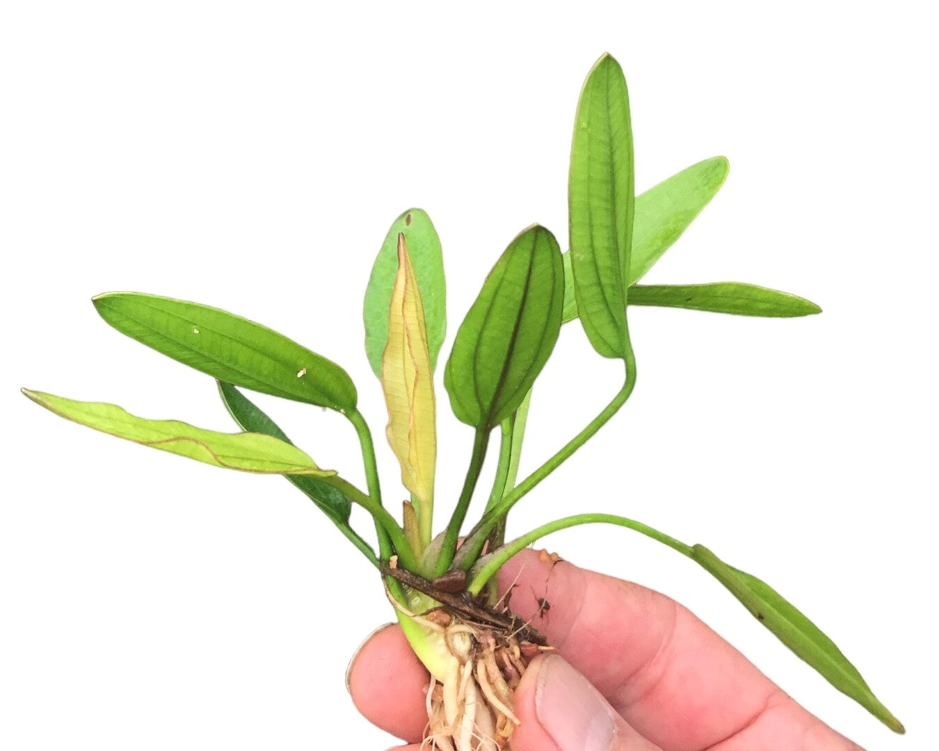 Echinodorus fancy twist