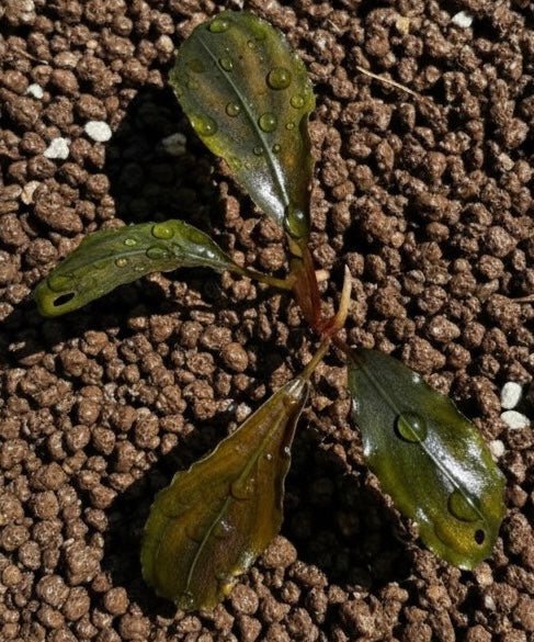 Rainbow Alexis (large leaf) Bucephalandra Pygmaea