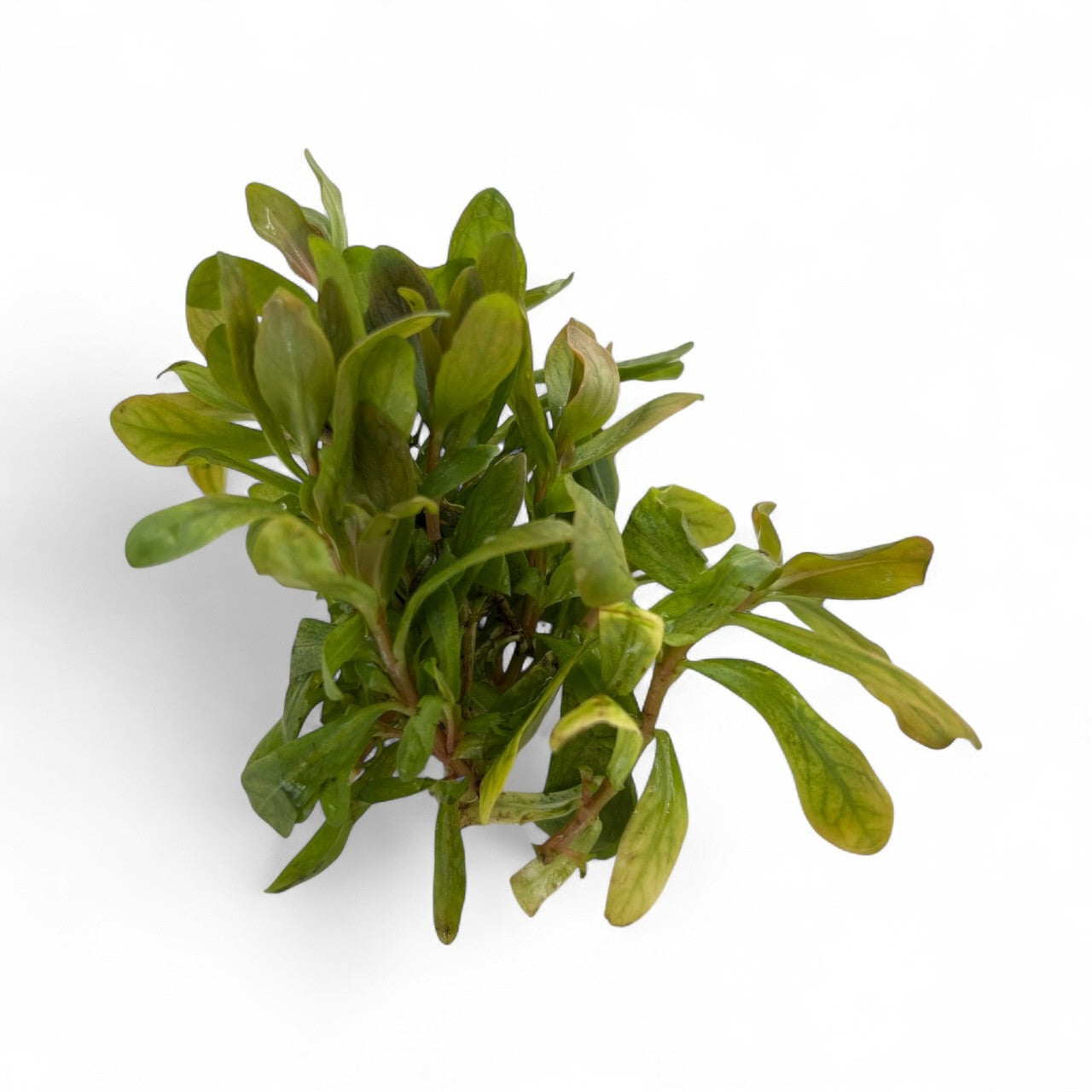 Ammania gracilis 'Rose Leaf'