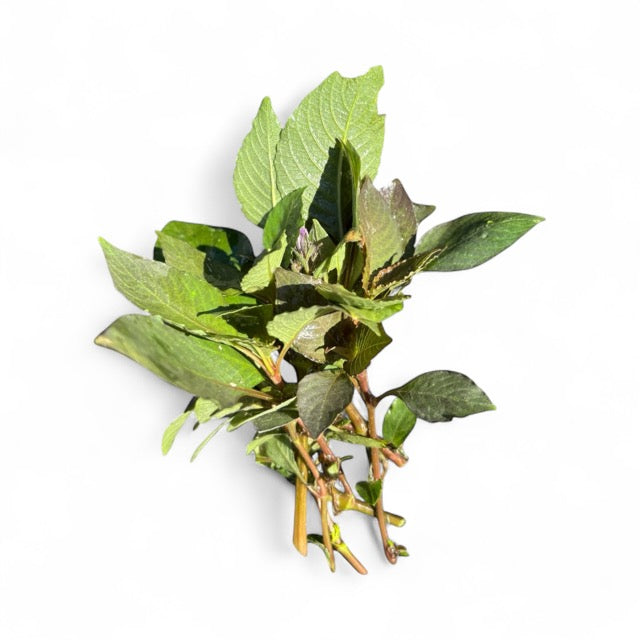 Nomaphila corymbosa green temple