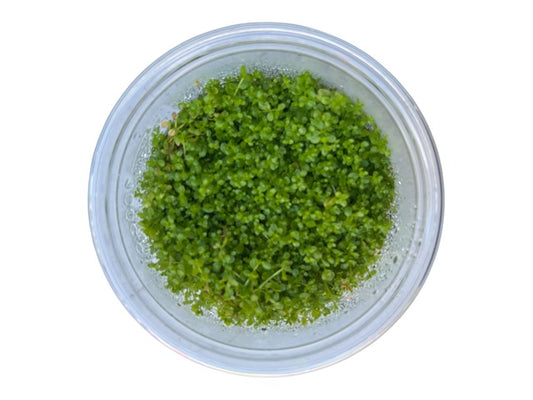 Tissue Culture Cup Hemianthus callitrichoides 'Baby Tears HC'
