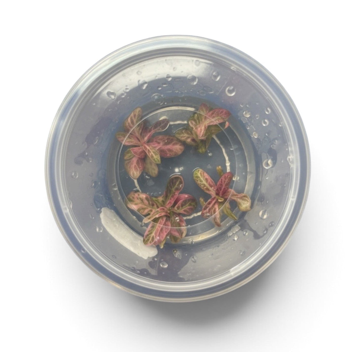 Tissue Culture Cup Hygrophila lancea 'Araguaia' sp. 'Chai'