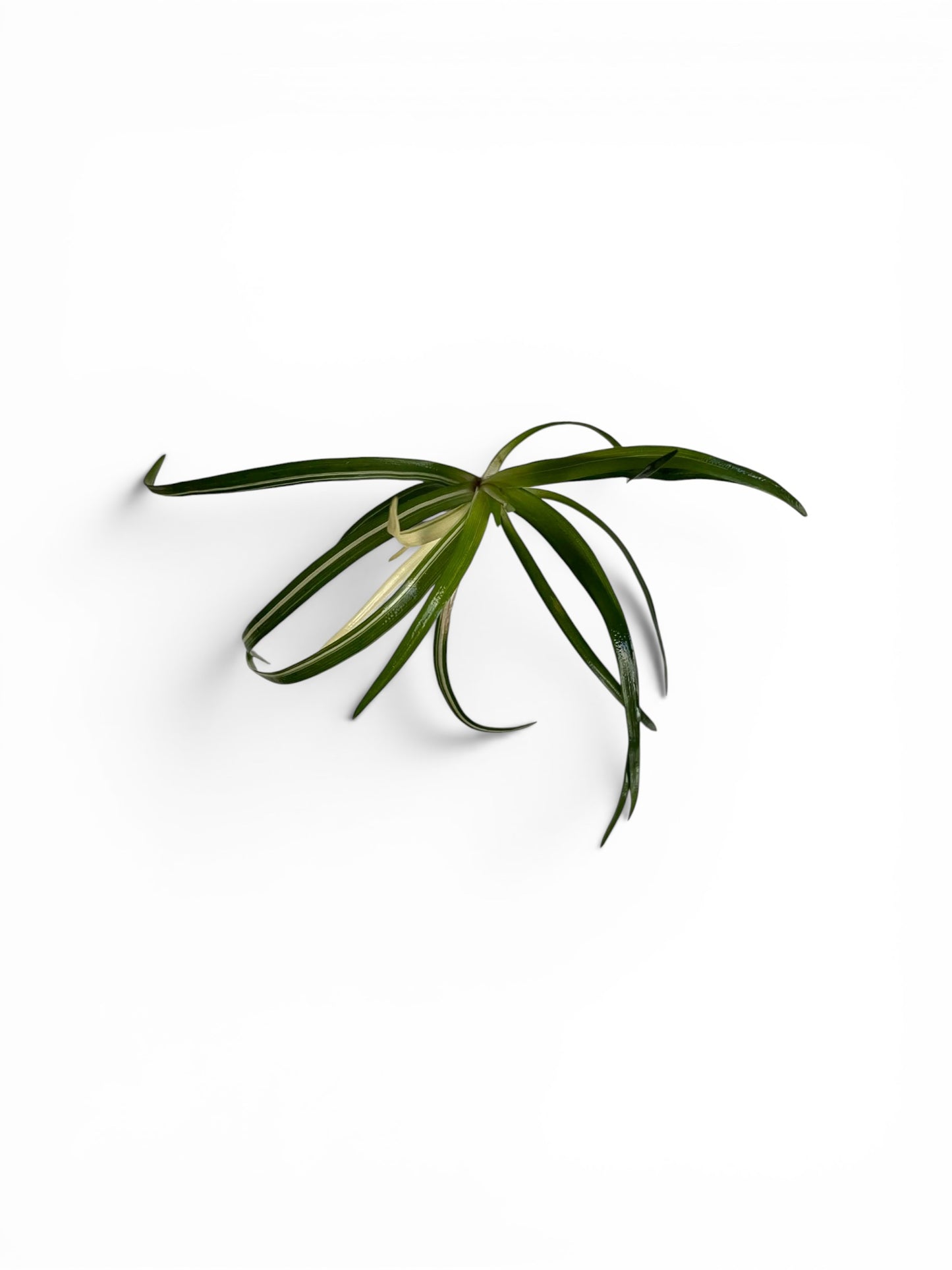 Eriocaulon sp. 'Vietnam Variegated' x 2 Buy