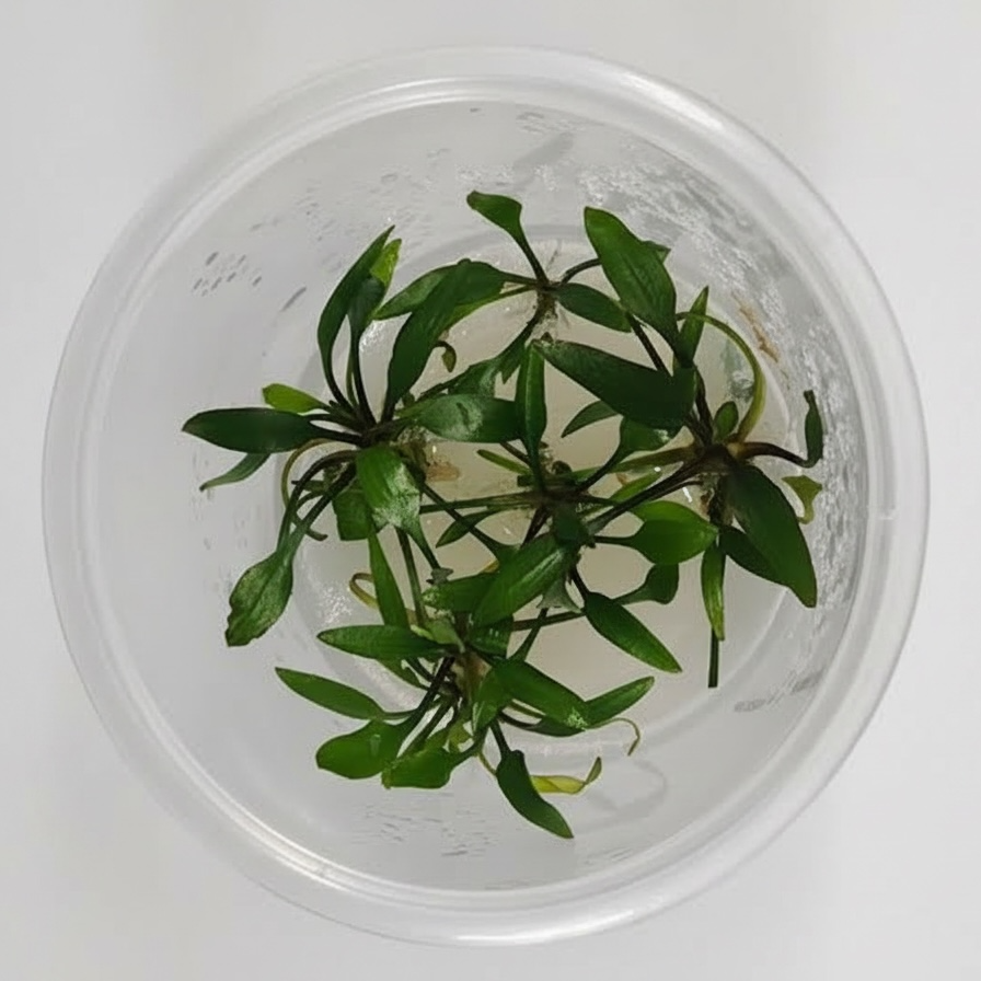 Tissue Culture Cup Cryptocoryne lucens