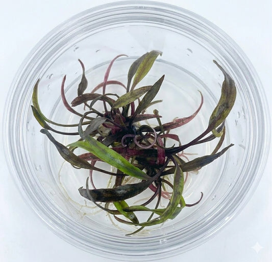 Tissue Culture Cup Cryptocoryne nurii