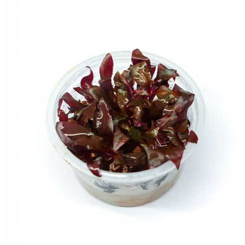 **SPECIAL** Tissue Culture Cup Alternanthera reineckii Red Alt x 6 Buy
