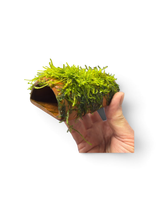 Terracotta pleco cave with moss
