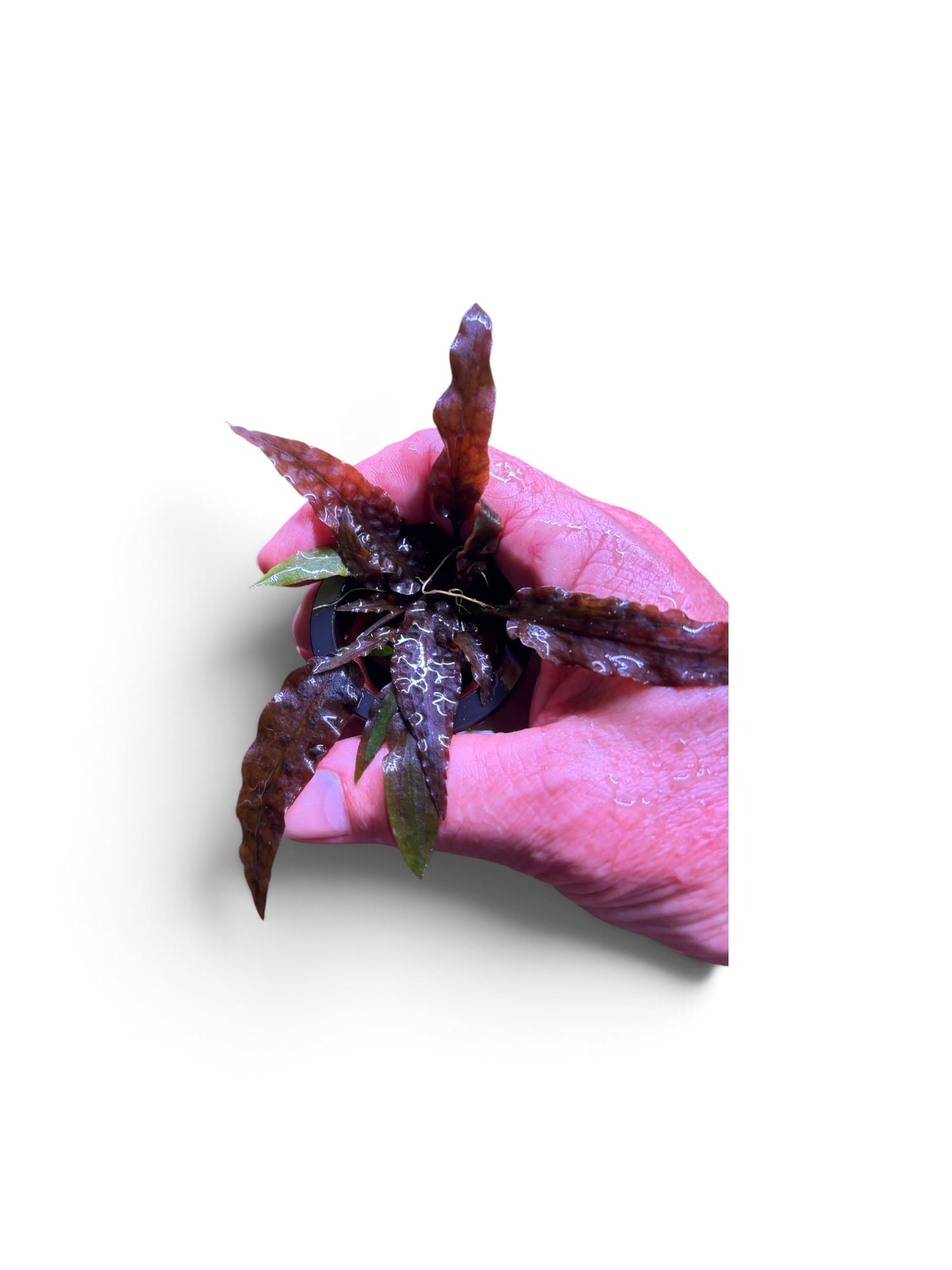 Cryptocoryne Cryptocoryne wendtii 'tropica'