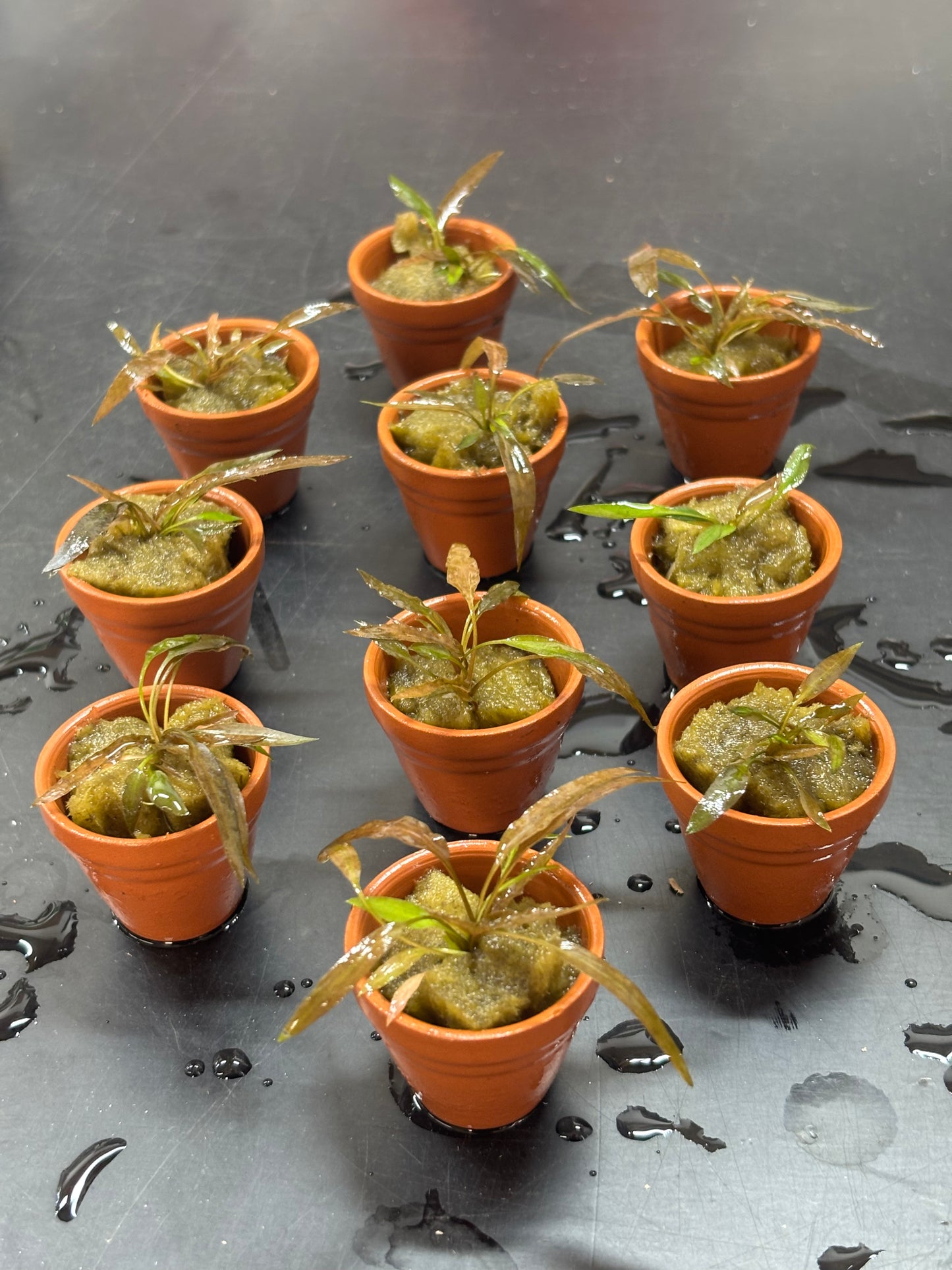 Cryptocoryne axelrodi terracotta x 10 Buy