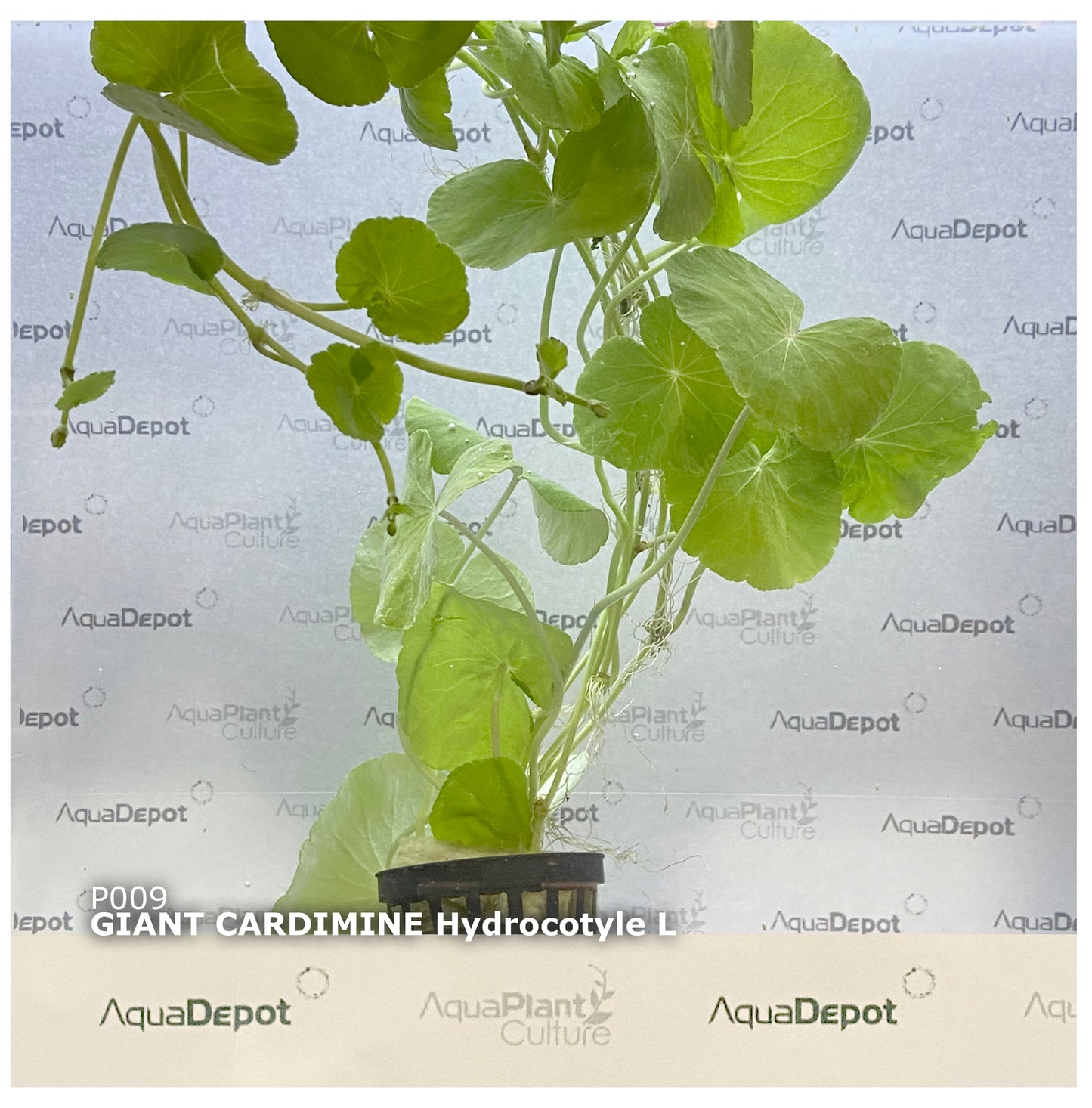 Cardamine leucocephala Giant Cardamine (Pennywort)