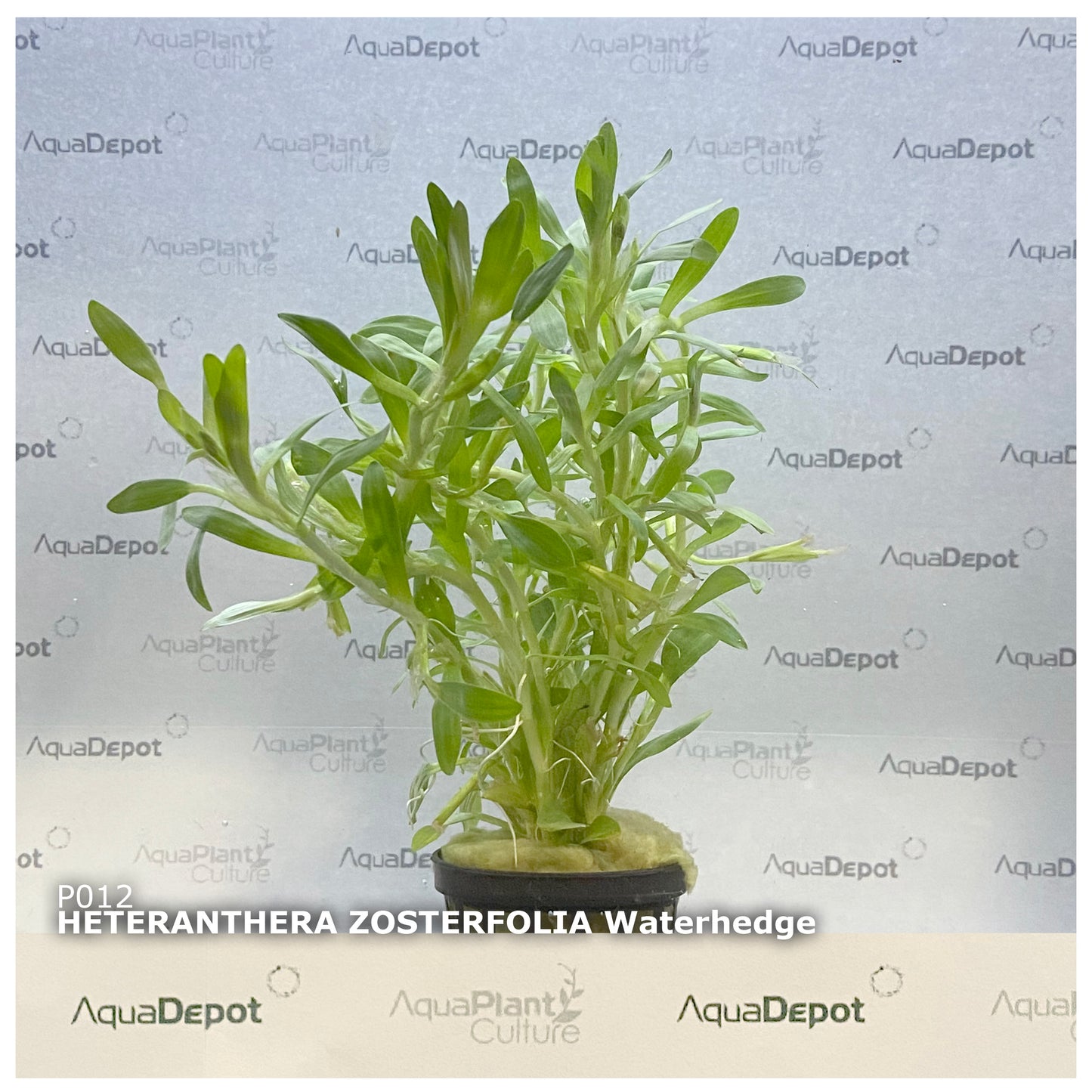 Heteranthera zosterfolia (Waterhedge)