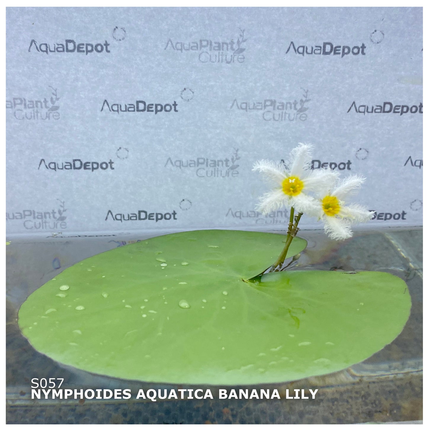 Nymphoides aquatica (Banana Lily)