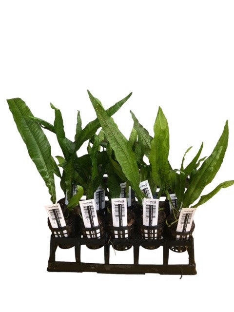 Microsorum pteropus Java Fern