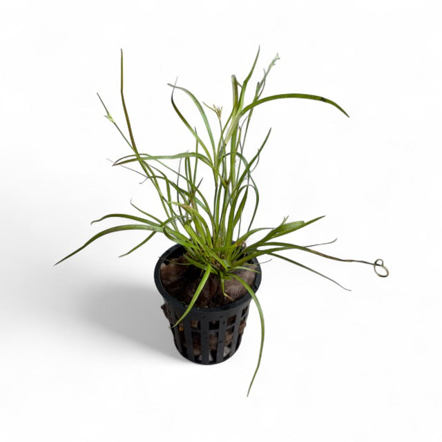 Juncus repens