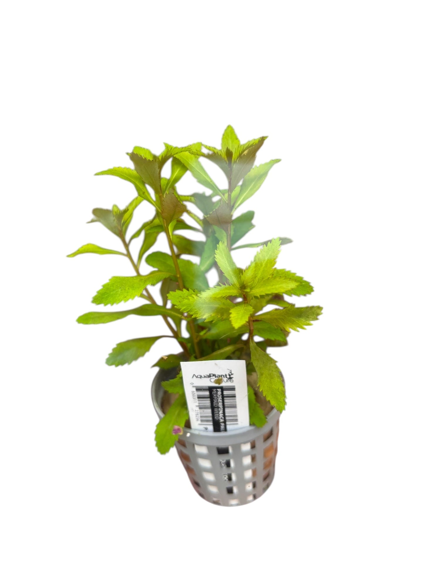 Mermaid Weed Proserpinaca palustris