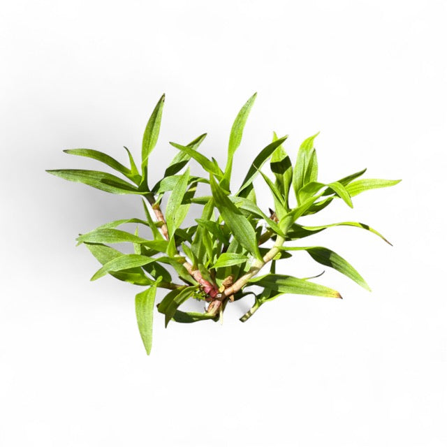Murdannia engelsii