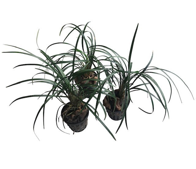Ophiopogon japonicus