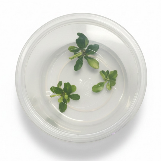 Tissue Culture Cup Bucephalandra pygmaea 'Wavy Green'