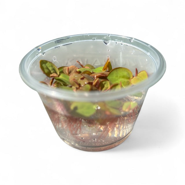 Phyllanthus fluitans Red Root Floaters (Tub)