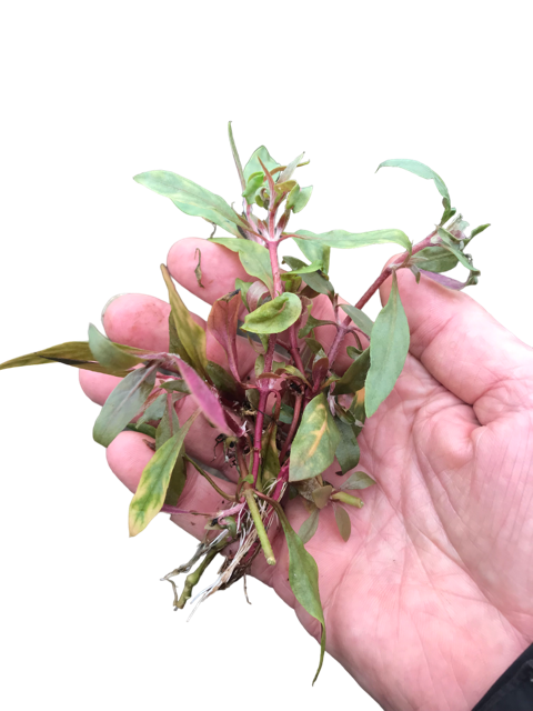 Alternanthera reineckii medium