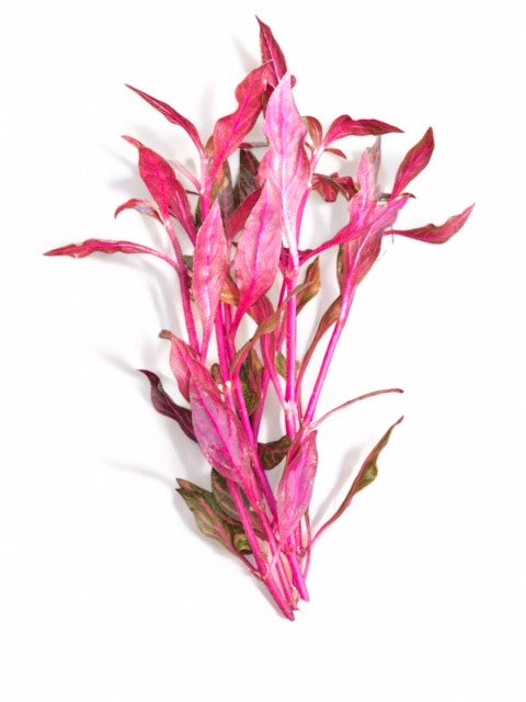 Alternanthera rosanervig