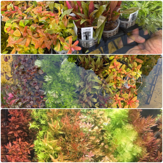 * SUBMERSED POT x 120 * FREE SHIPPING AUSTRALIA WIDE